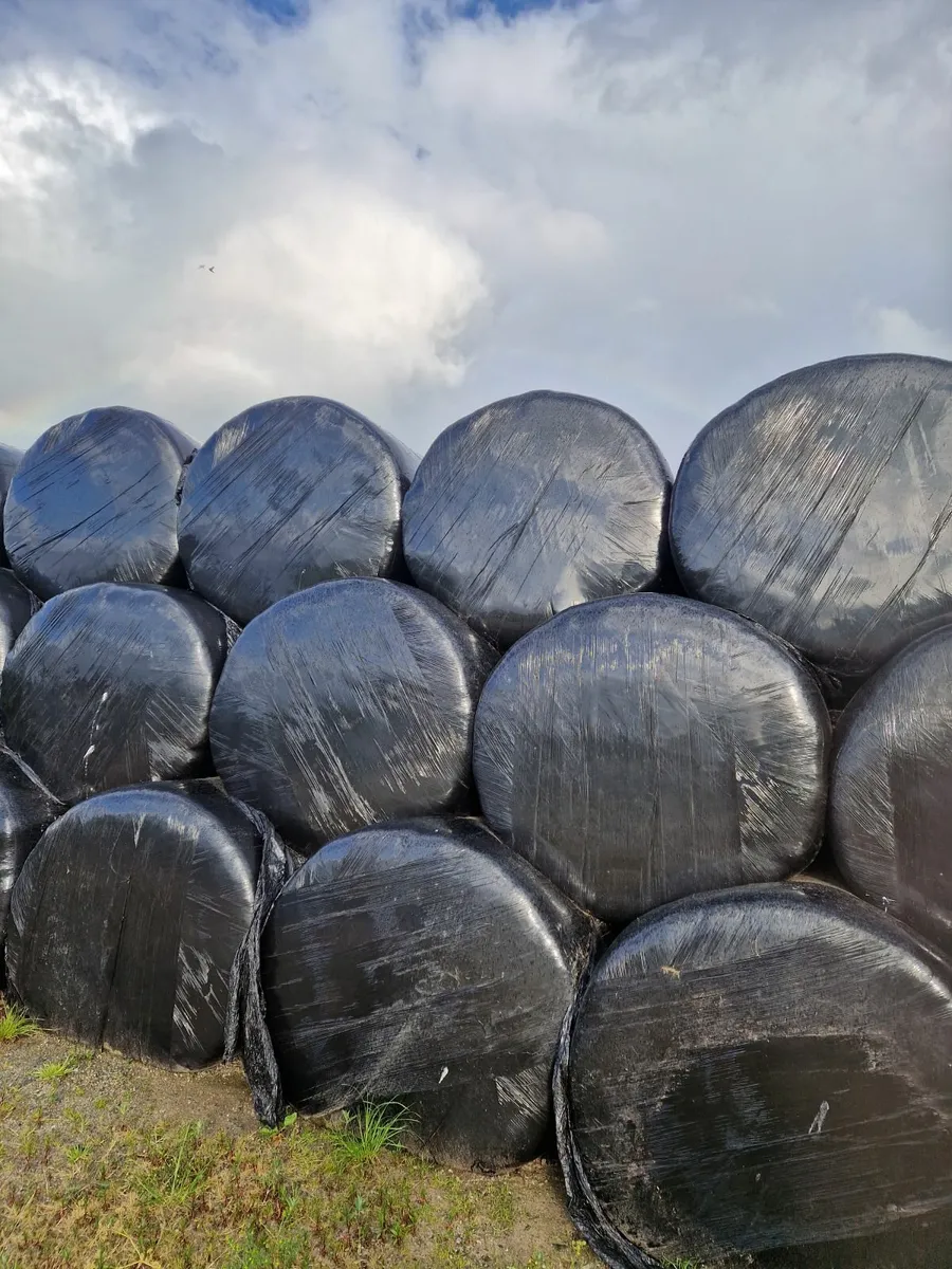 2024 1st Cut Silage Bales - Image 1