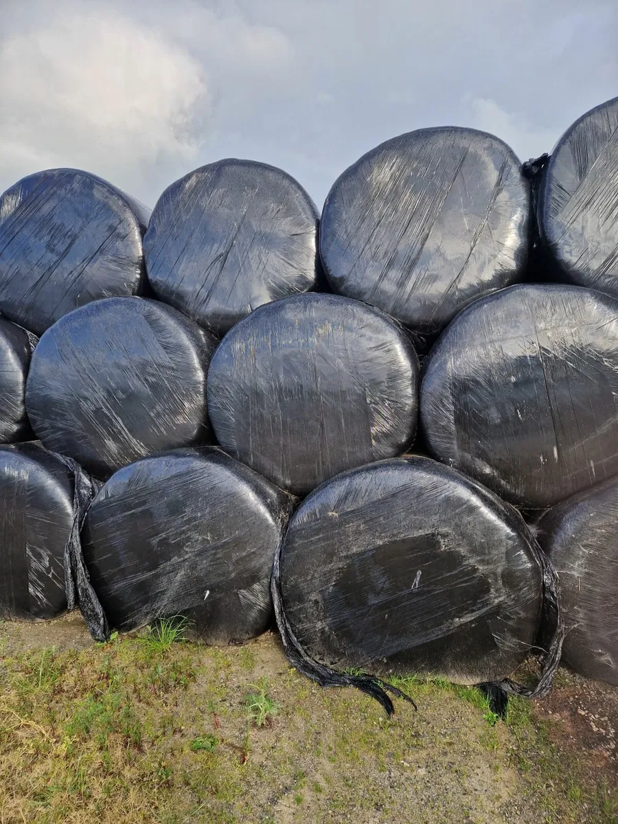 2024 1st Cut Silage Bales - Image 2