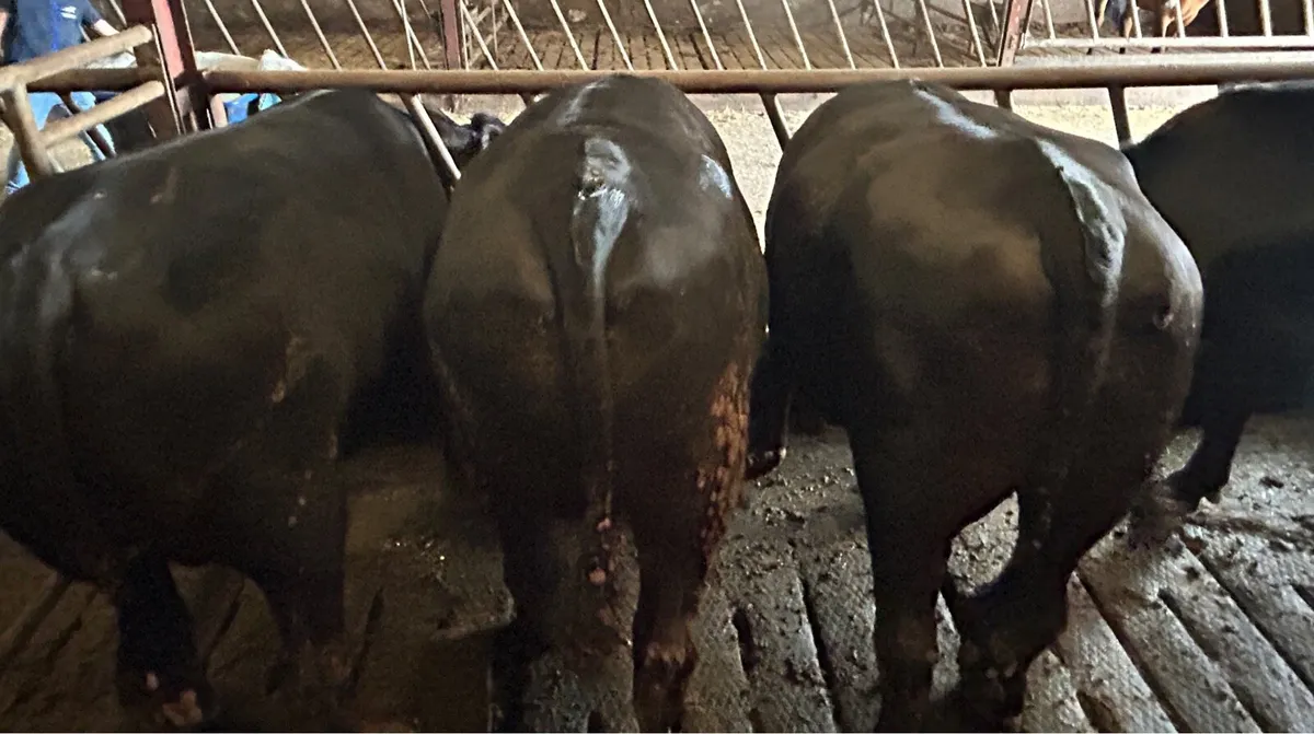 8 factory fit Angus bullocks - Image 1