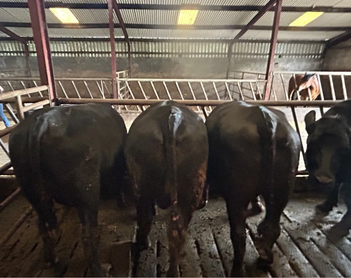 8 factory fit Angus bullocks - Image 2