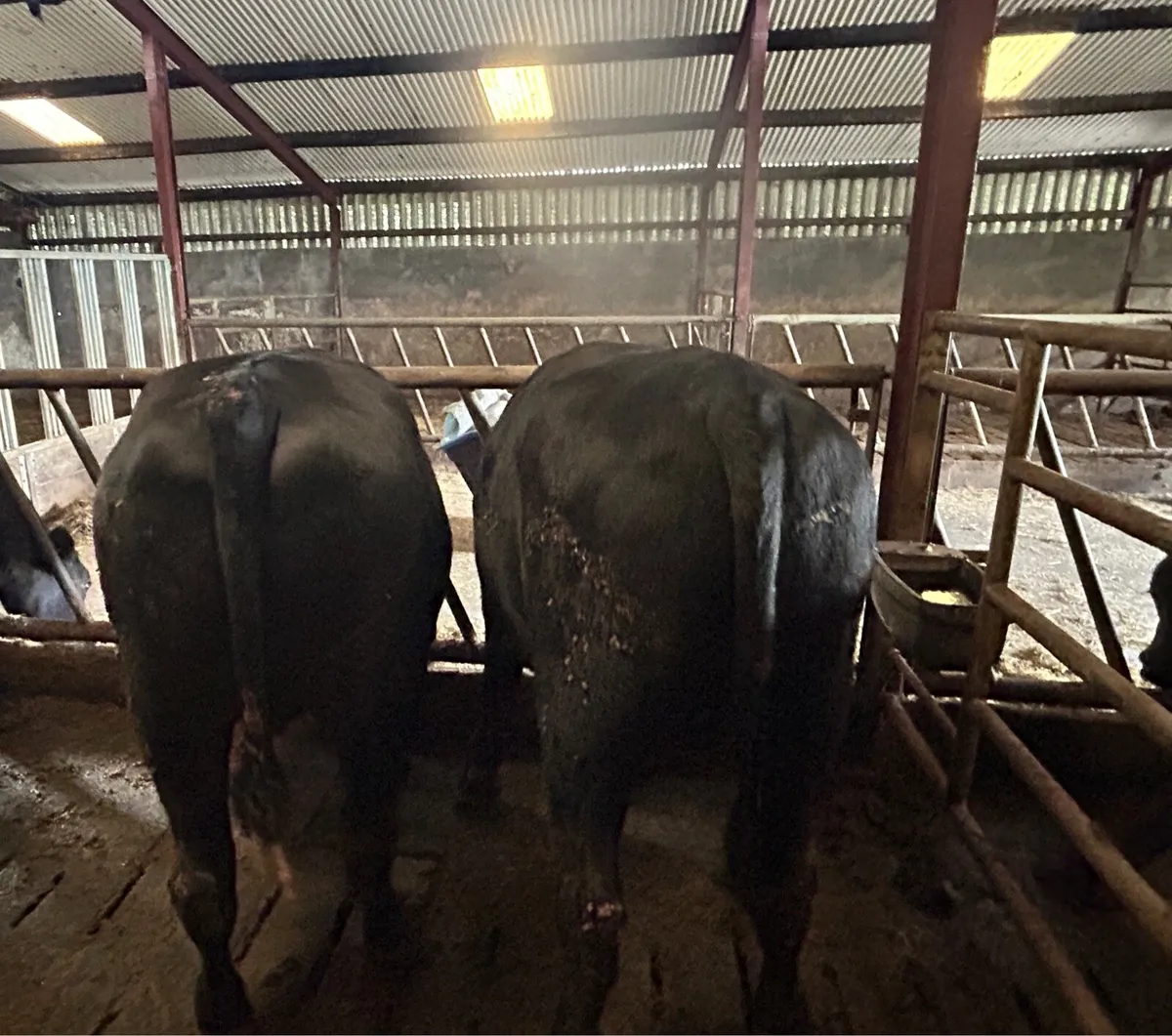 8 factory fit Angus bullocks - Image 3