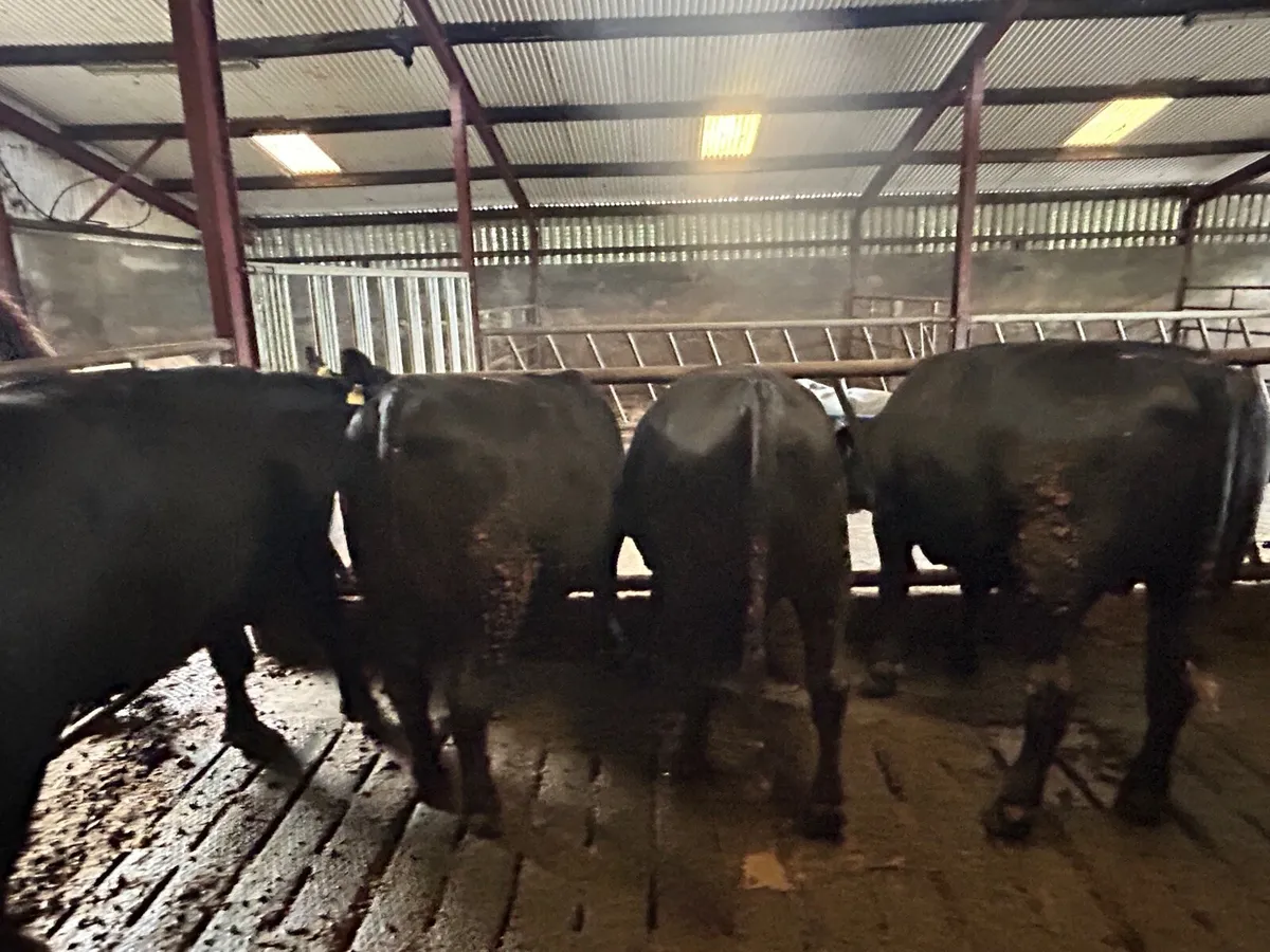 8 factory fit Angus bullocks - Image 4