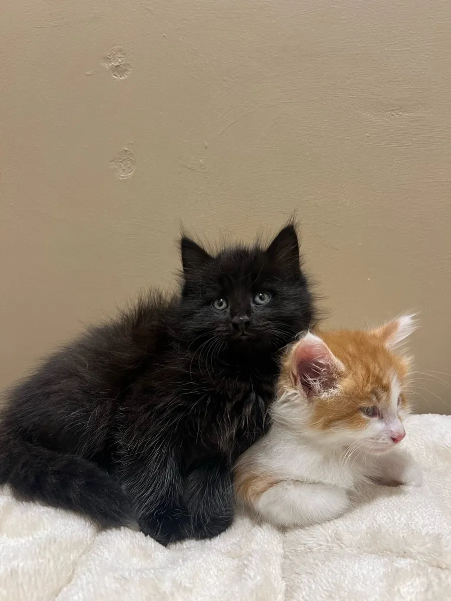 Maincoon kittens - Image 1