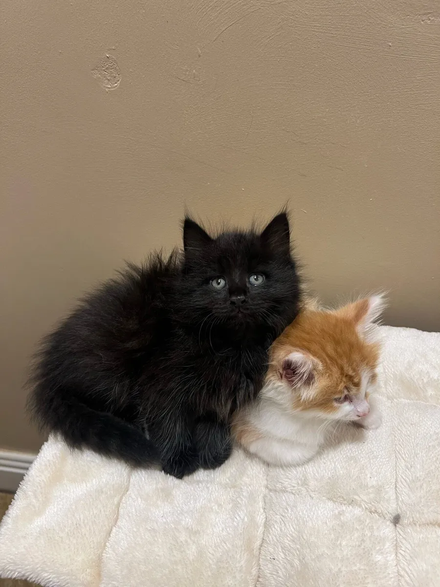 Maincoon kittens - Image 2