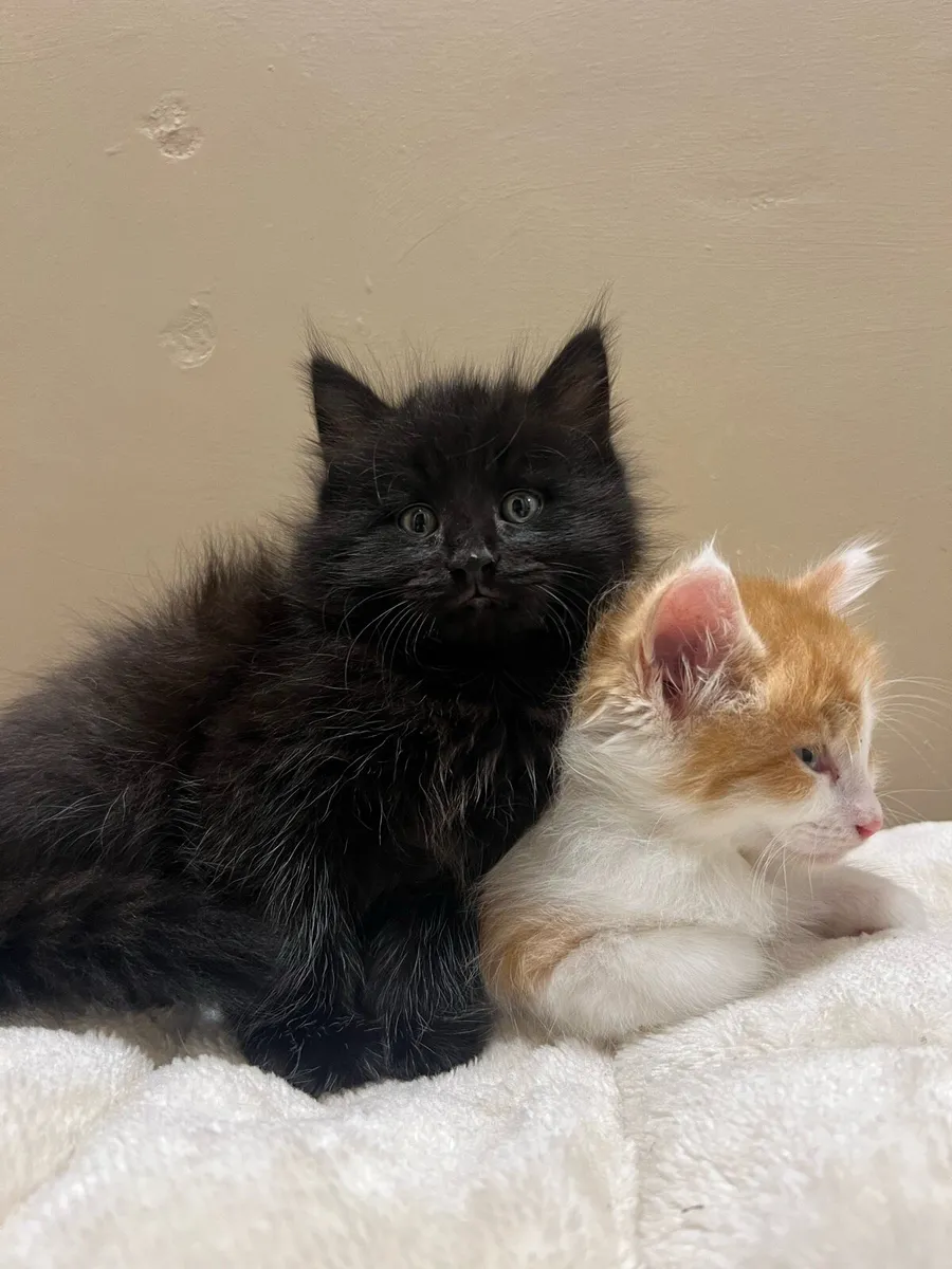 Maincoon kittens - Image 3