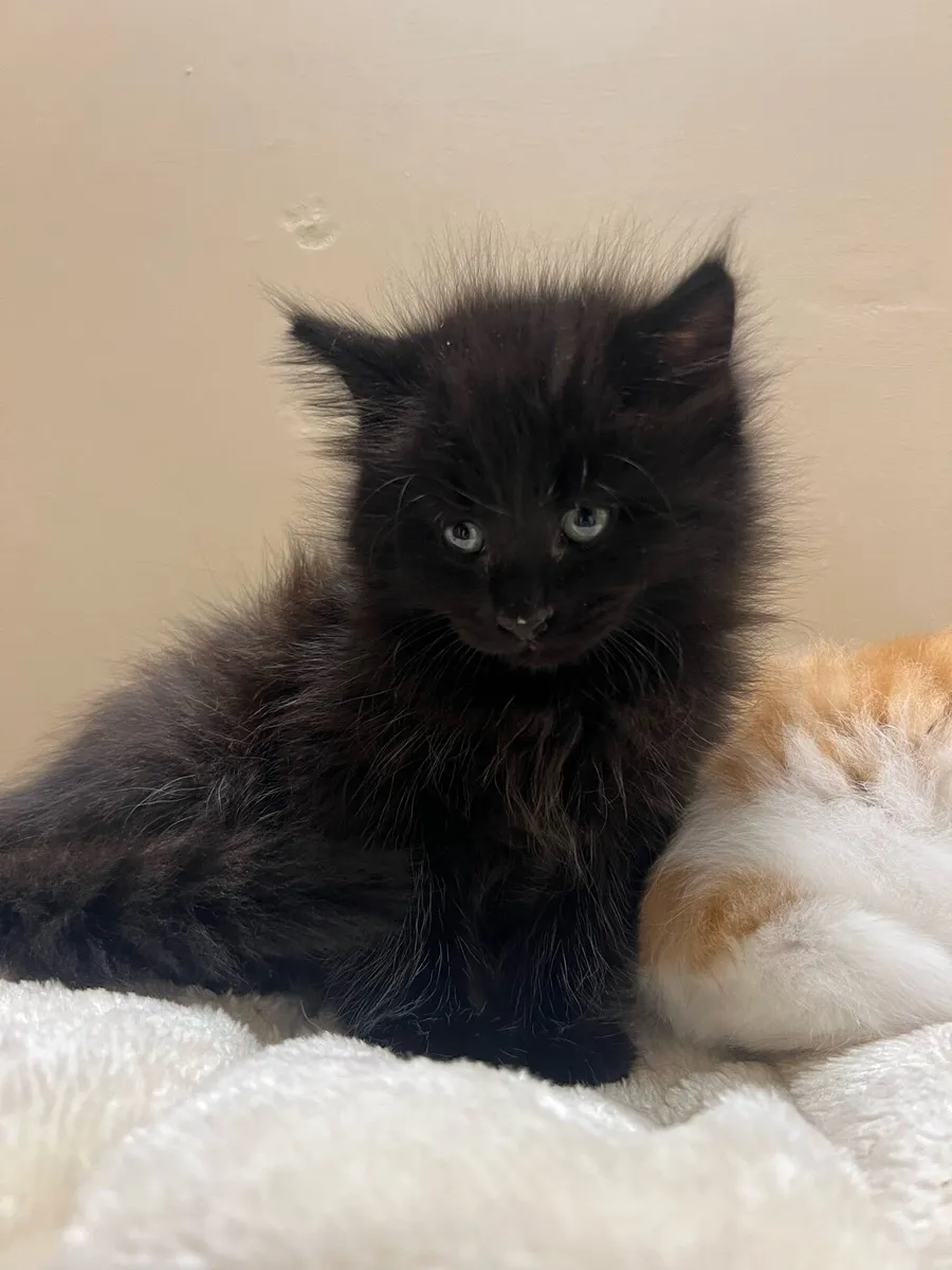 Maincoon kittens - Image 4