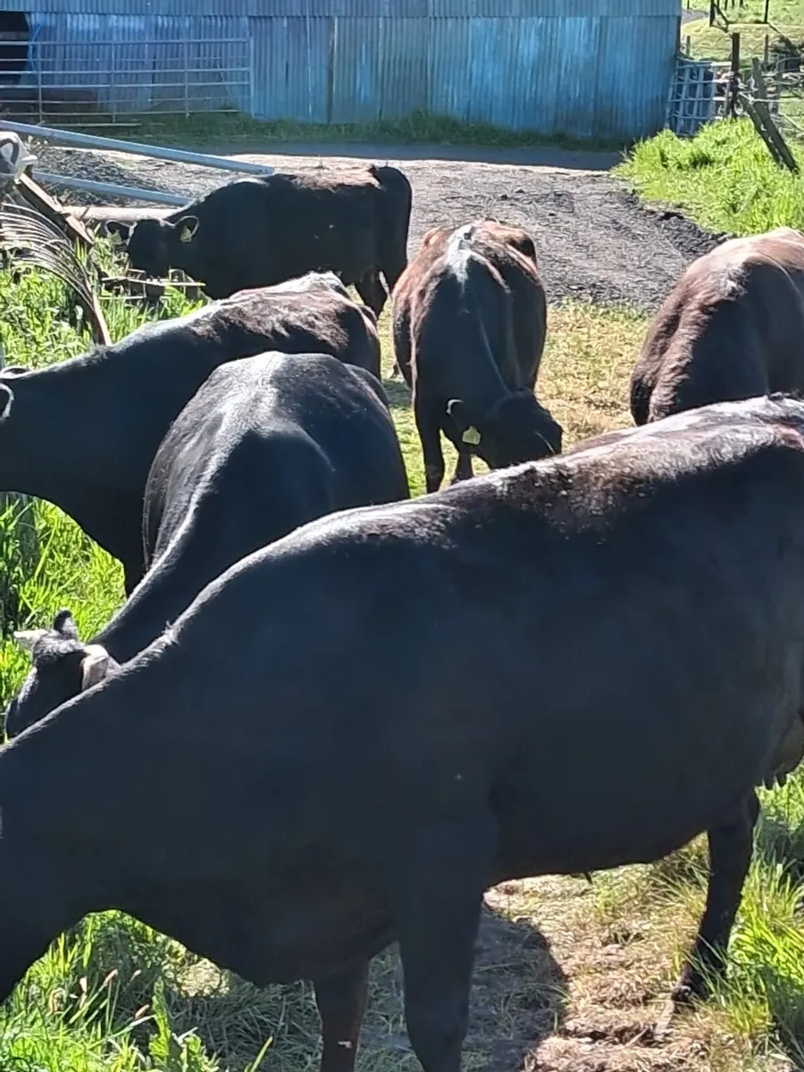 Dexter cows & calves