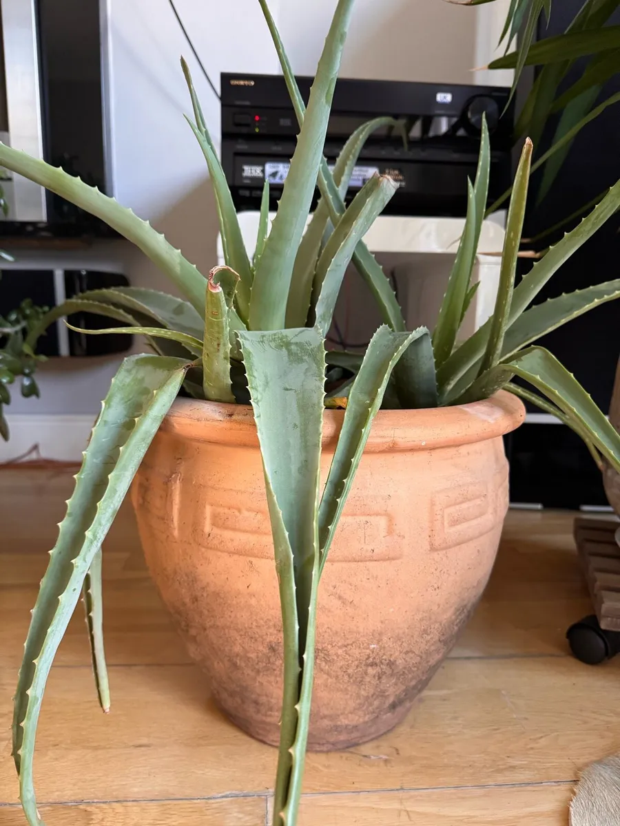 Aloe vera plant - Image 1