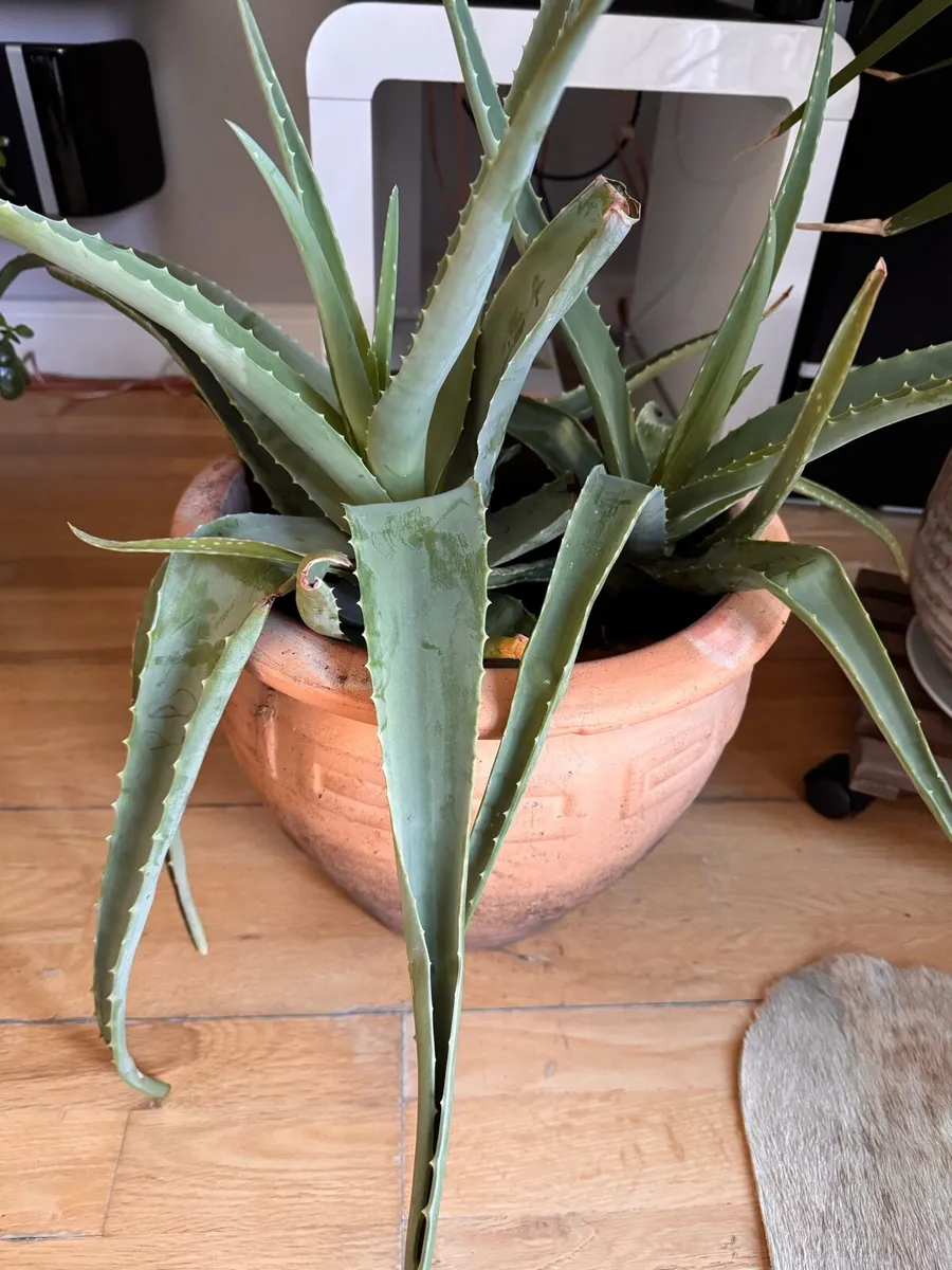 Aloe vera plant - Image 2