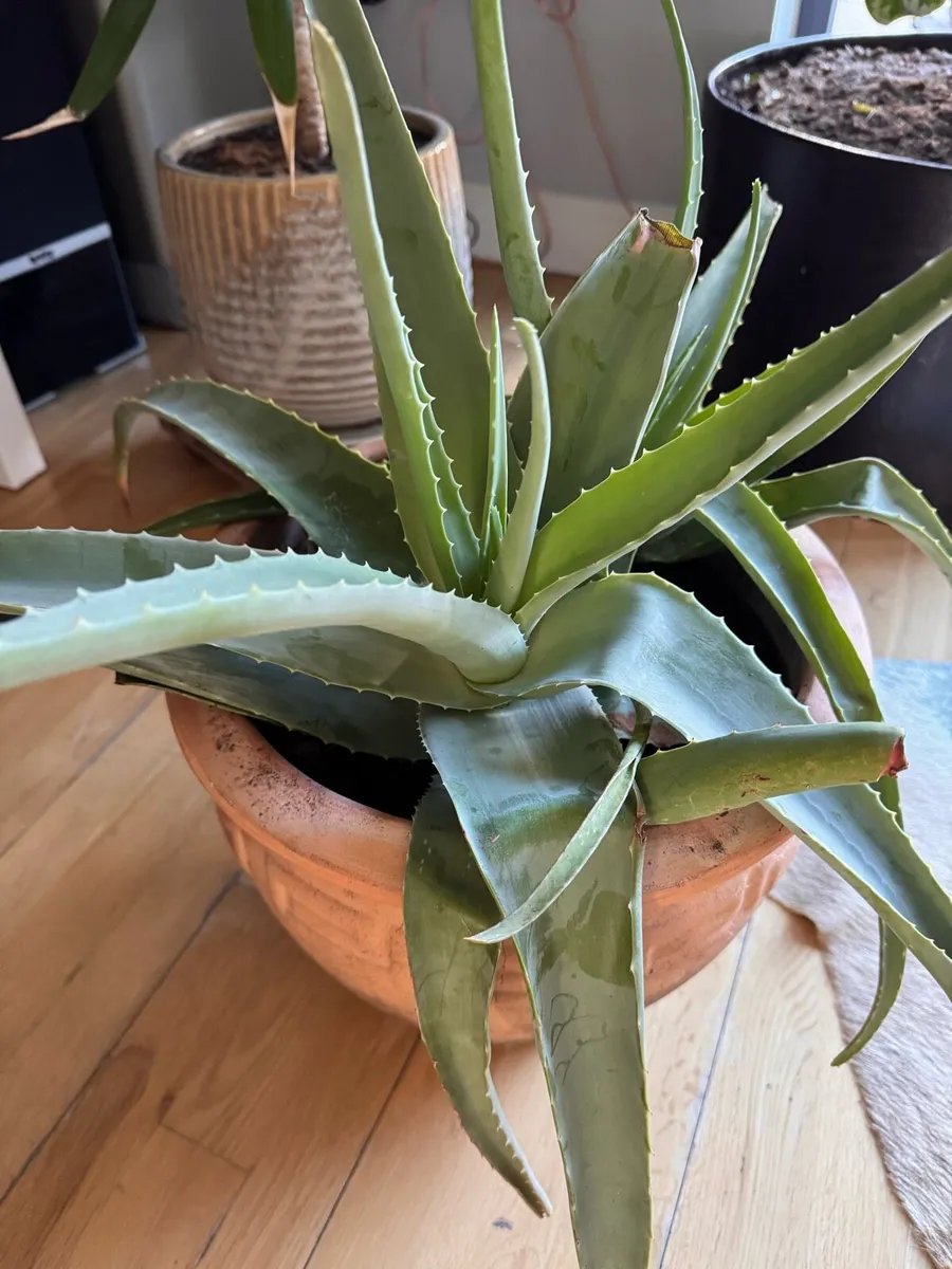 Aloe vera plant - Image 3
