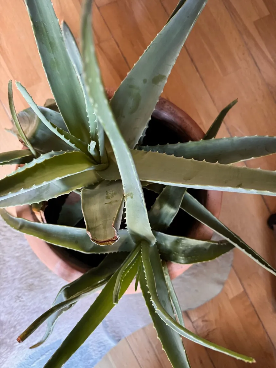Aloe vera plant - Image 4
