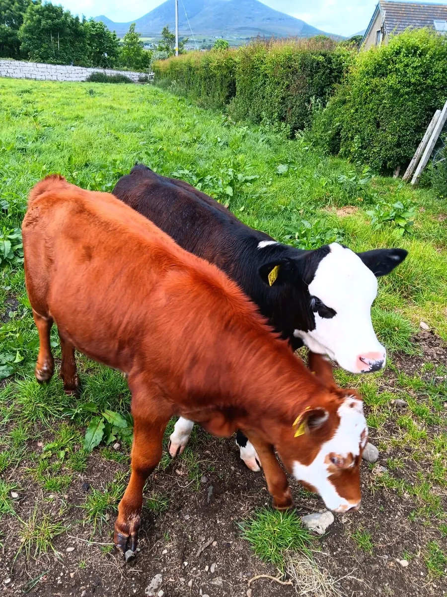 Hereford Heifers x2