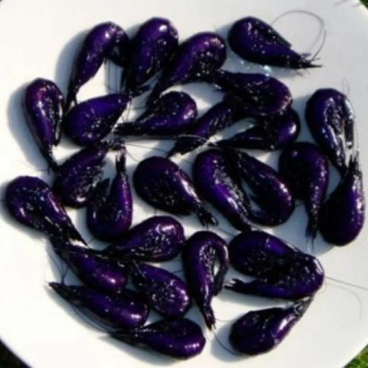 Fresh Dyed Purple Shrimp/ Prawns (with eggs)