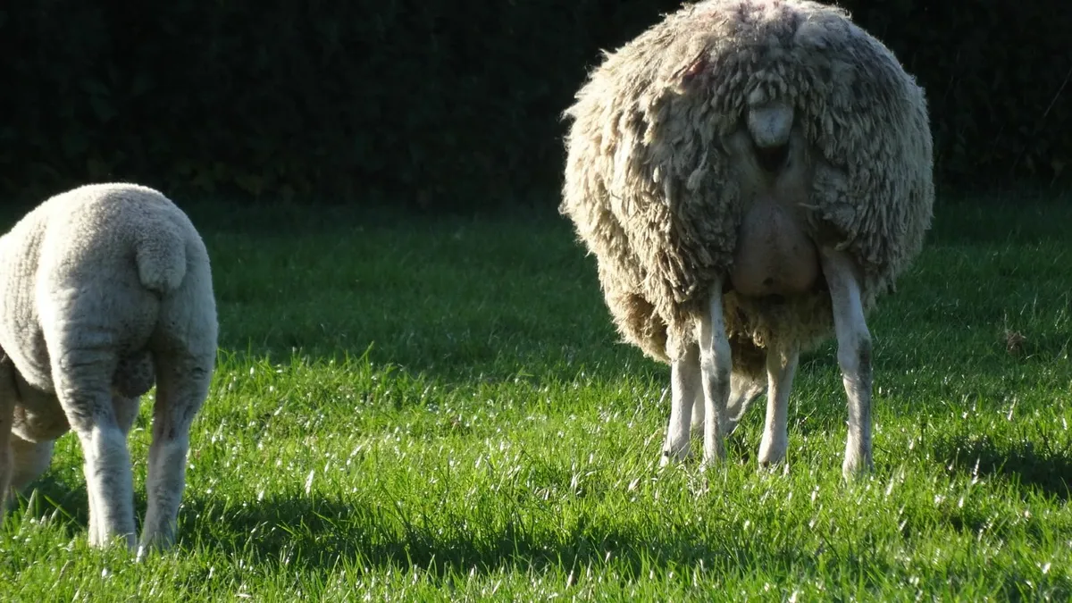 hoggets and lambs - Image 3