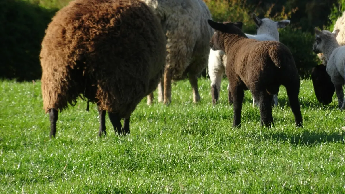 hoggets and lambs - Image 4