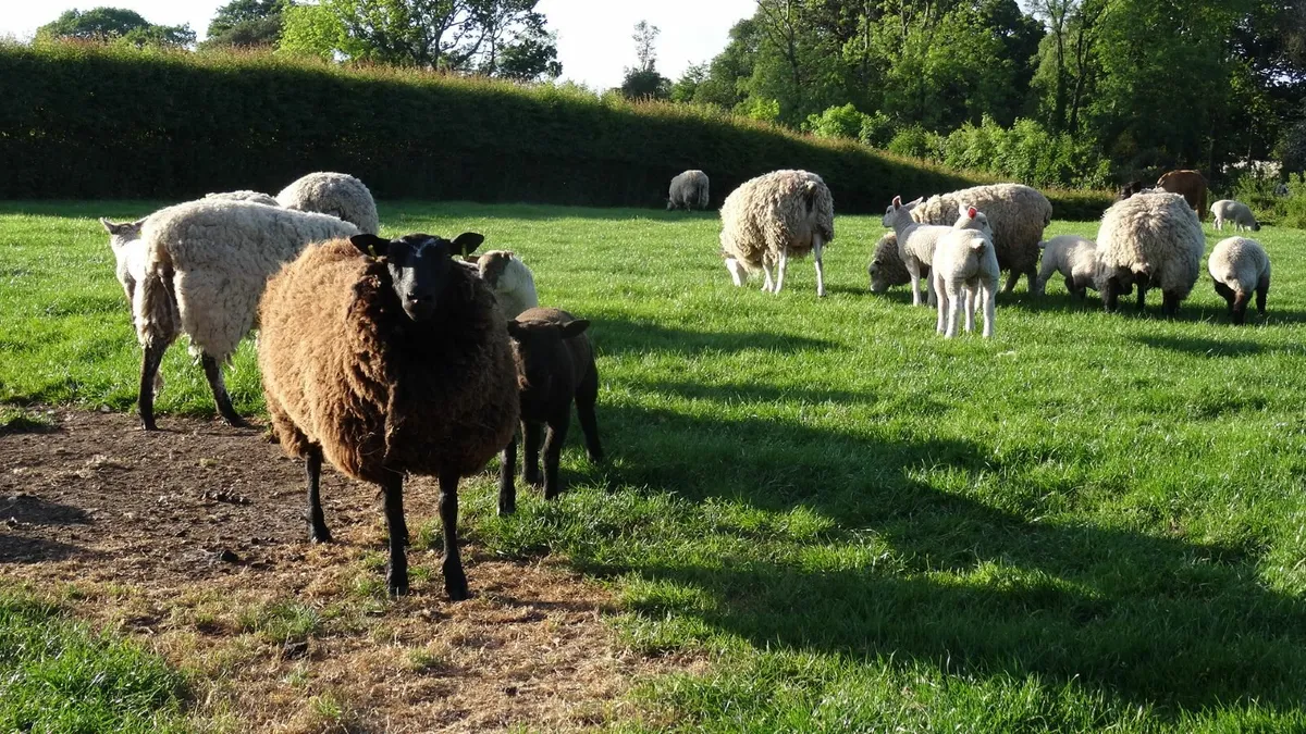 hoggets and lambs - Image 1