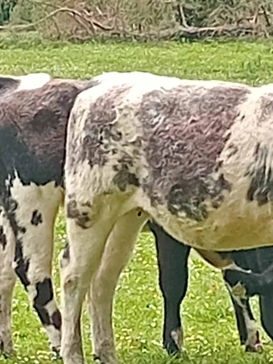 Cattle - Image 1