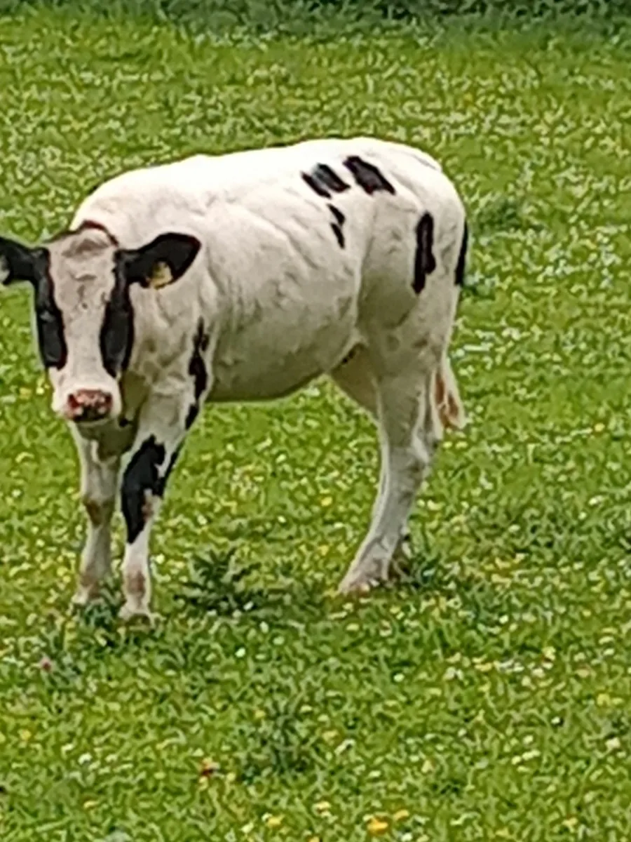Cattle - Image 2