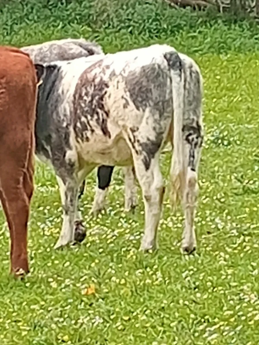 Cattle - Image 3
