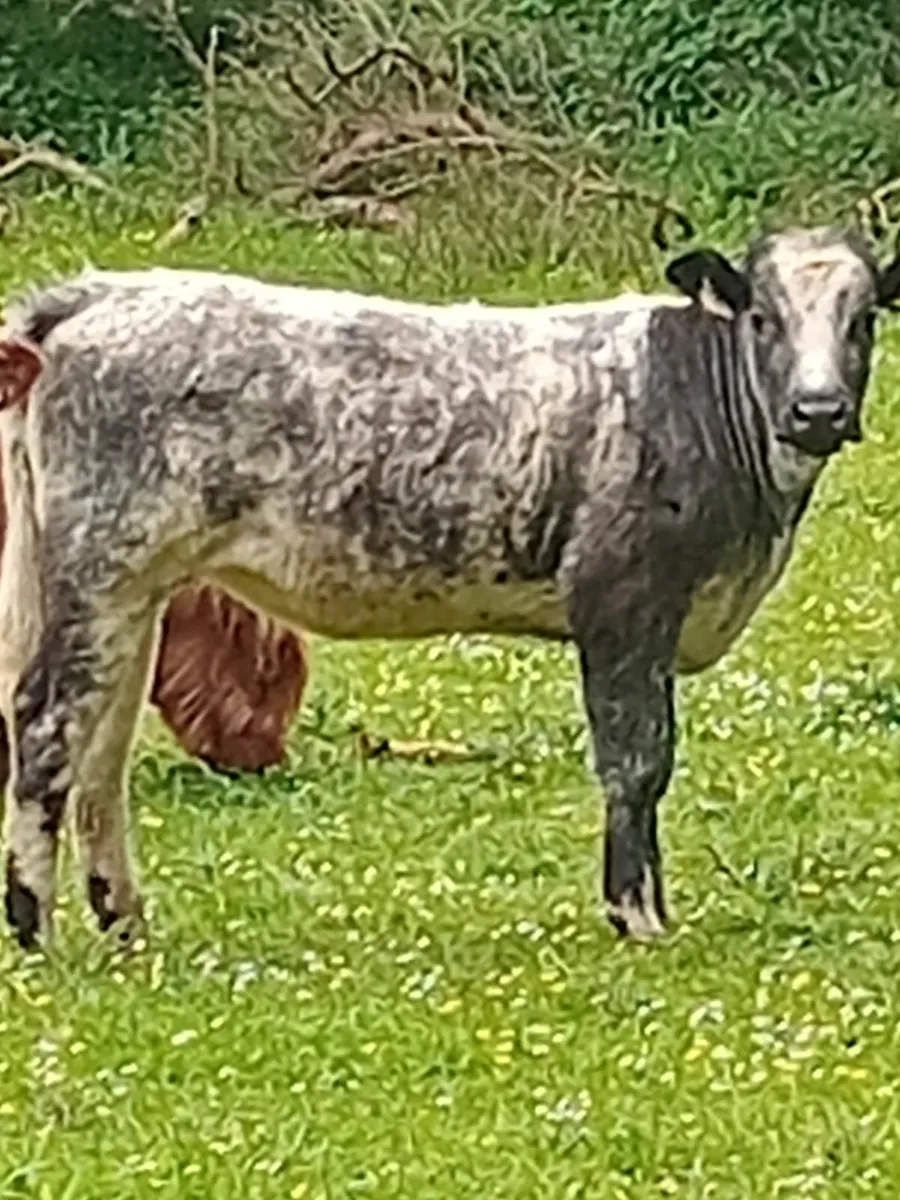 Cattle - Image 4