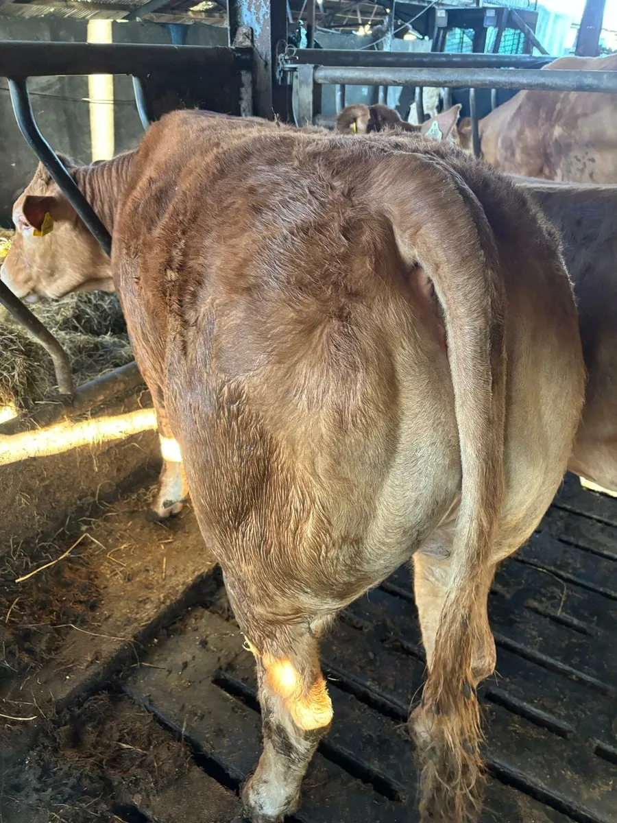Two Top Pedigree Limousin Heifers for sale - Image 3