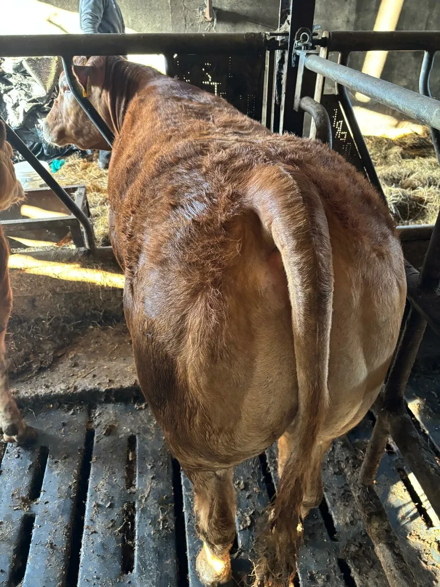 Two Top Pedigree Limousin Heifers for sale - Image 4