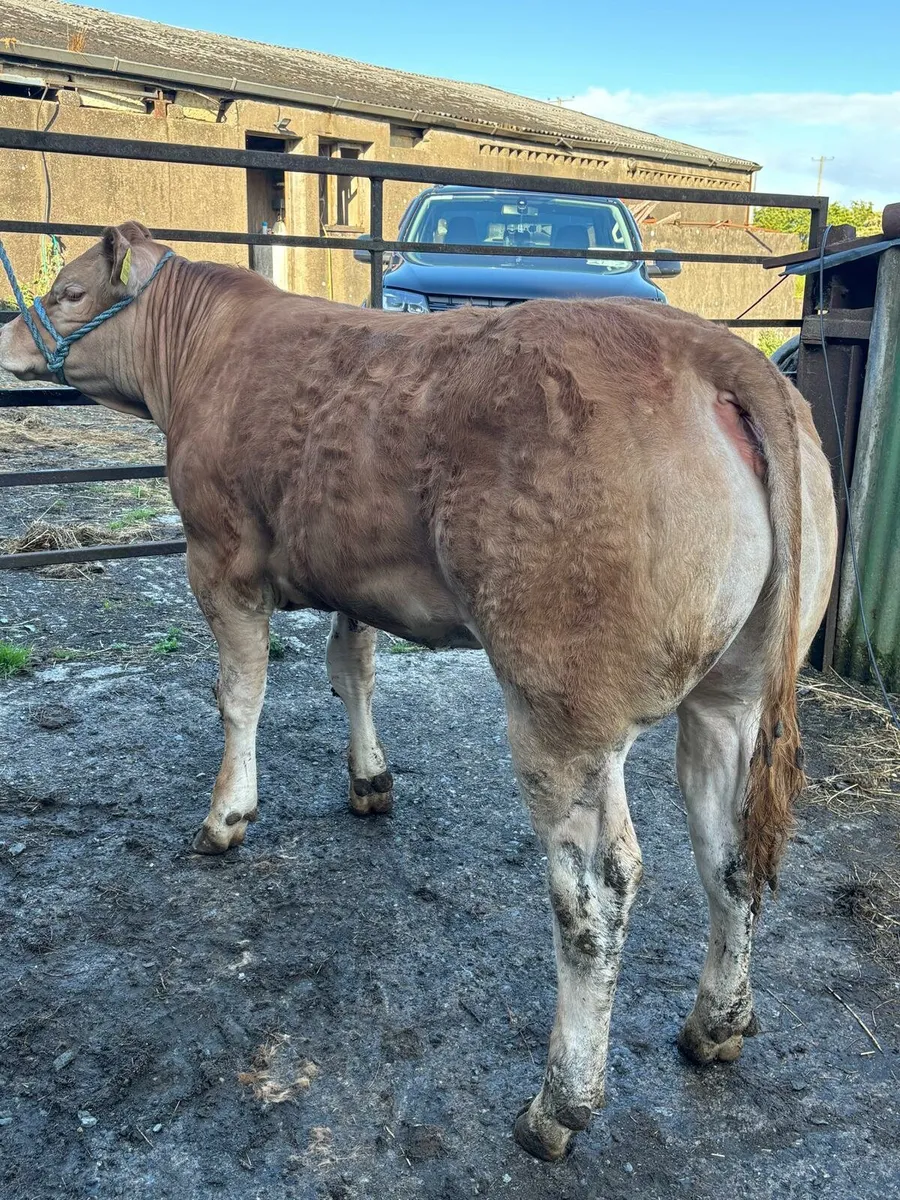 Two Top Pedigree Limousin Heifers for sale - Image 2