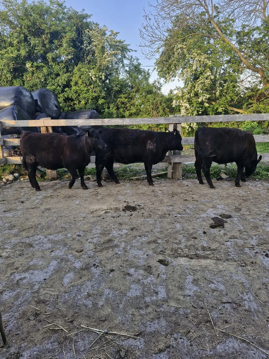 Maiden heifers - Image 1