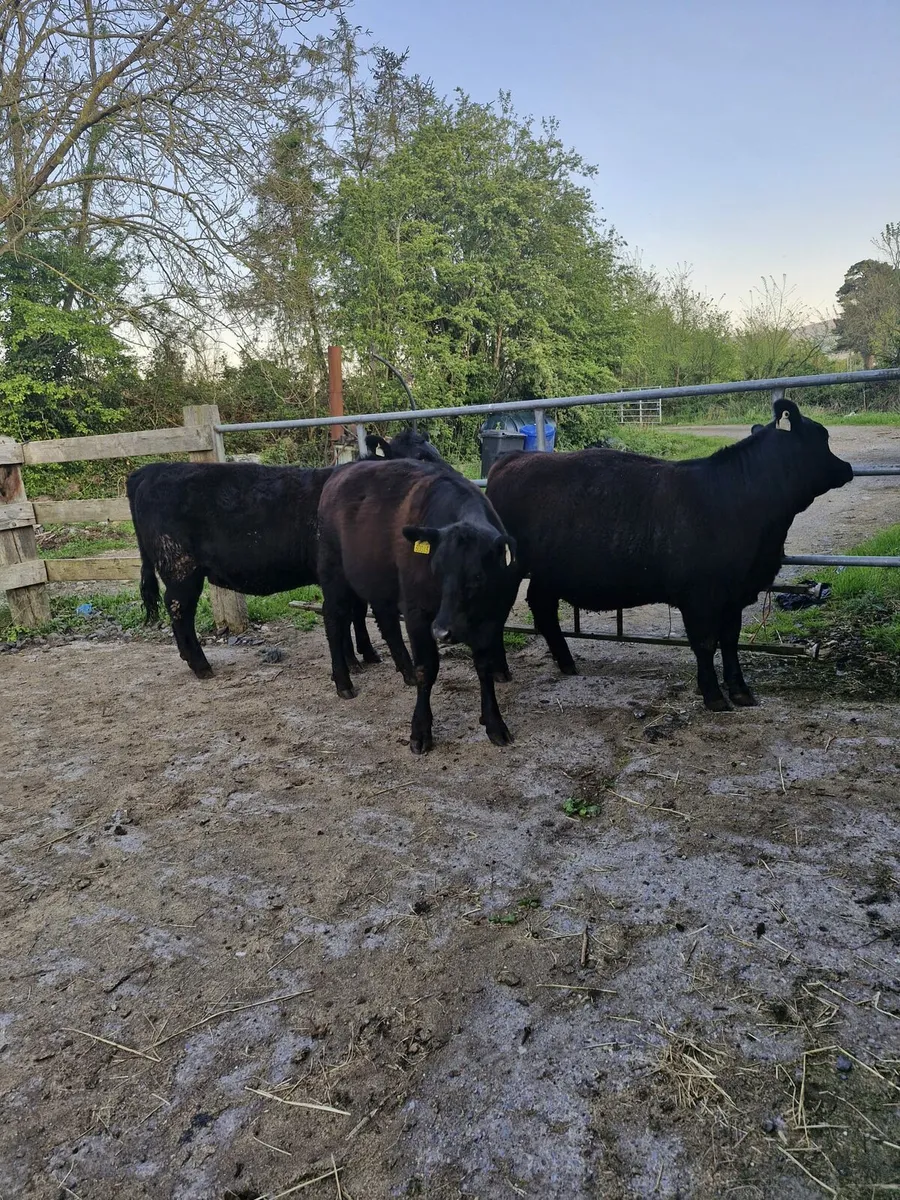 Maiden heifers - Image 2