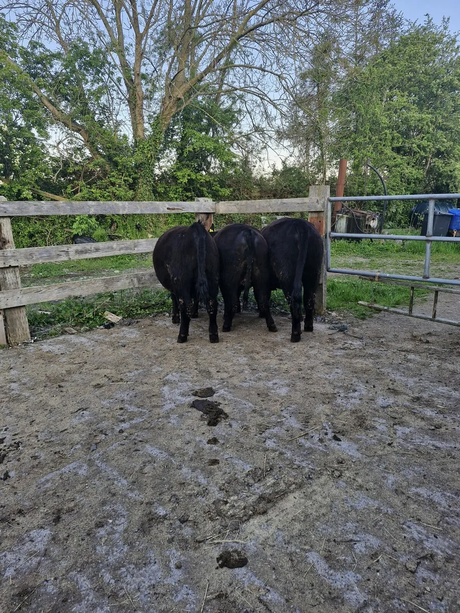 Maiden heifers - Image 3