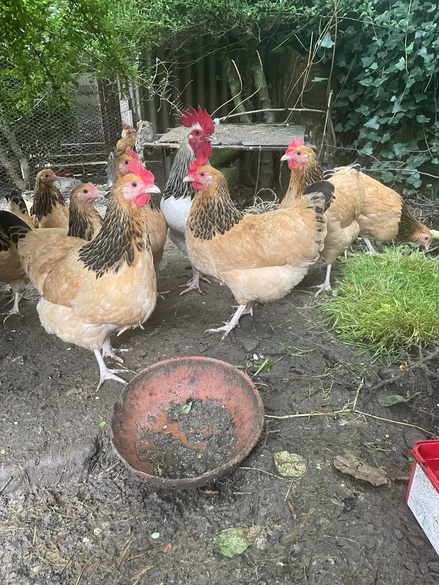 Bantam light / Buff Sussex - Image 2