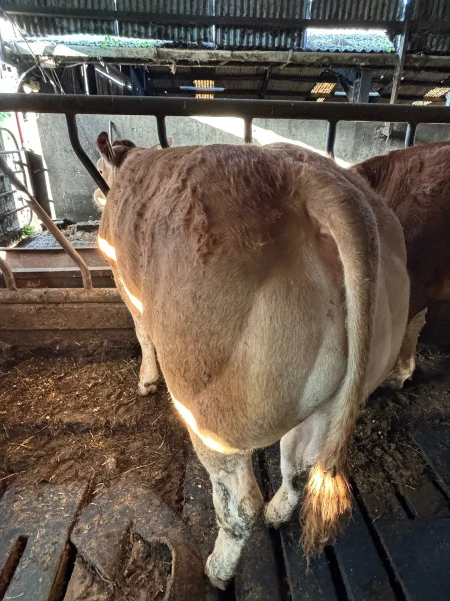 Two Top Pedigree Limousin Heifers for sale - Image 1