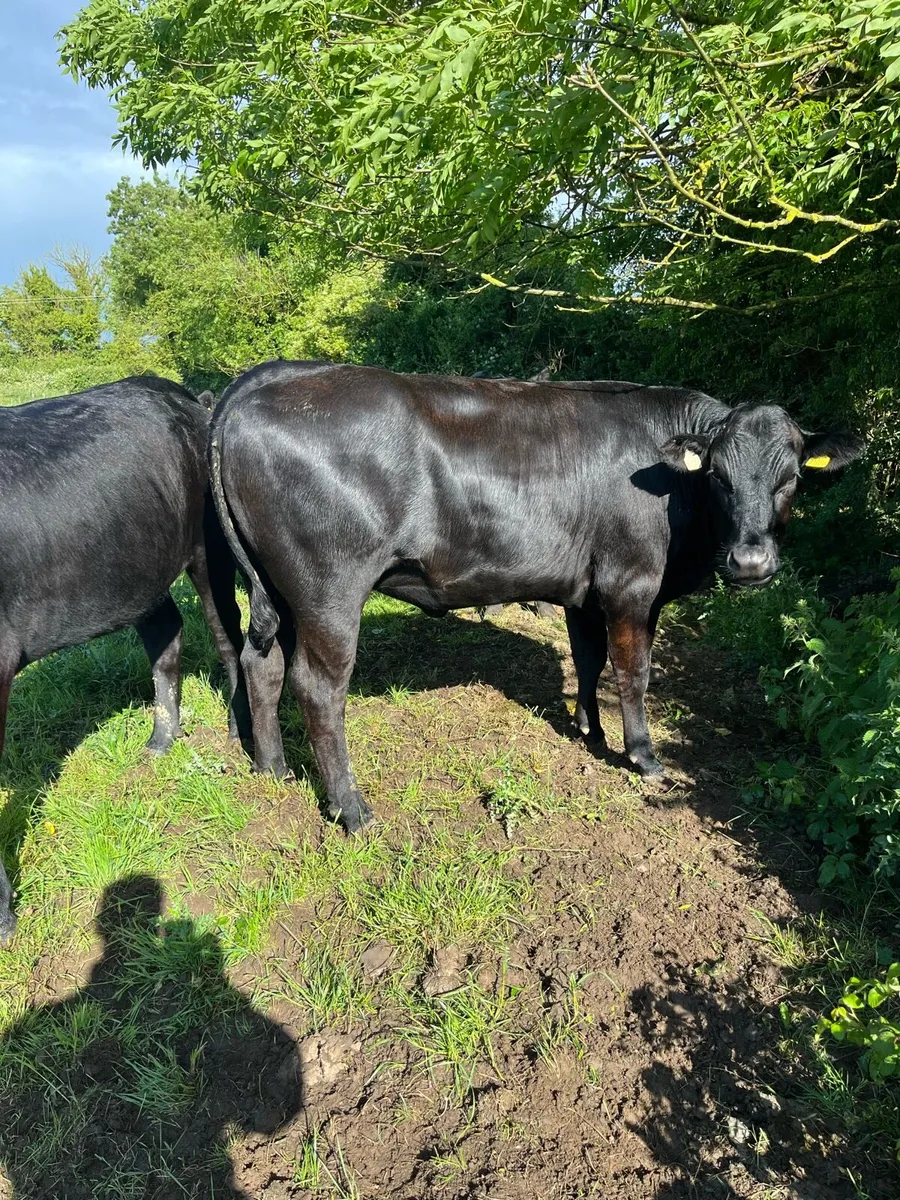 Kilcullen mart Angus heifers - Image 1