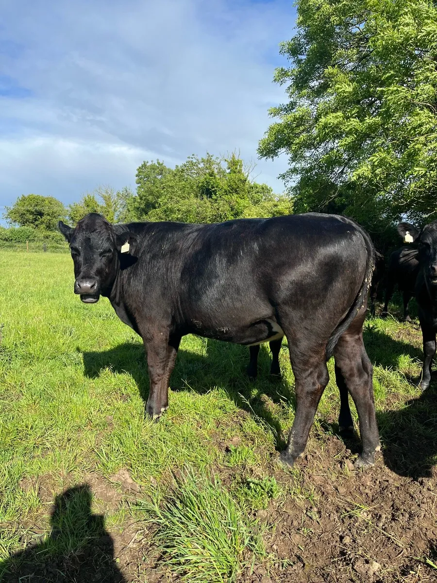 Kilcullen mart Angus heifers - Image 2