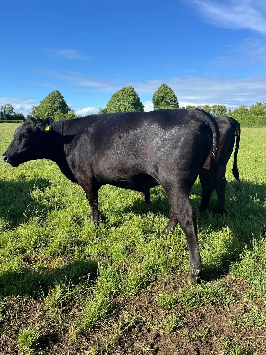 Kilcullen mart Angus heifers - Image 4
