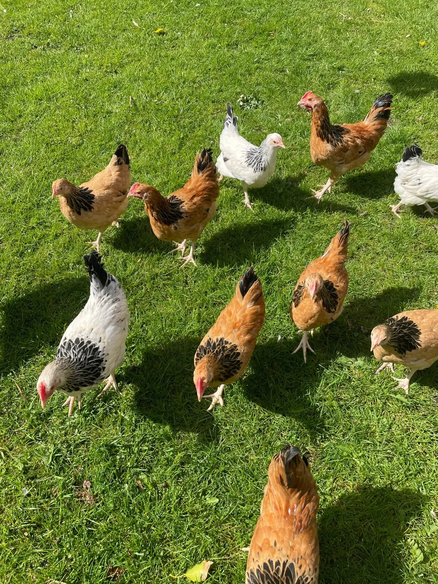 Bantam light / Buff Sussex - Image 4
