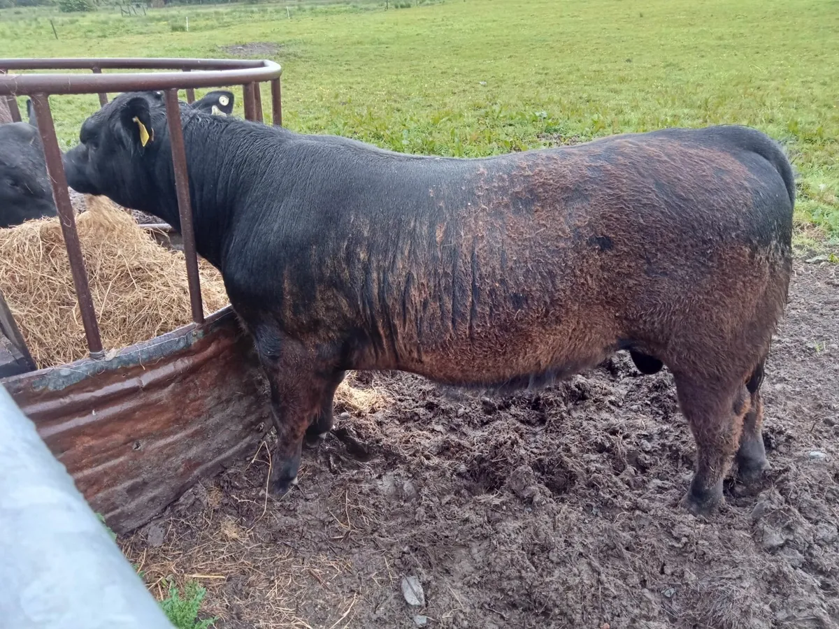 Pedigree Angus Bull - Image 1