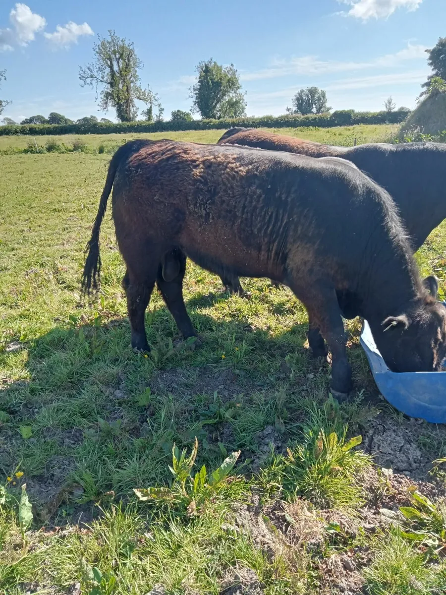 Pedigree Angus Bull - Image 2
