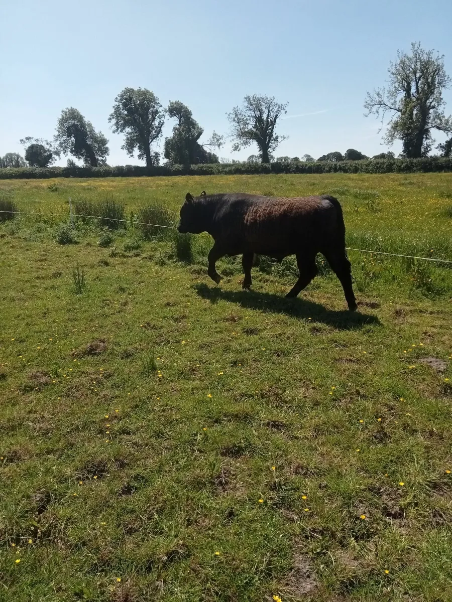 Pedigree Angus Bull - Image 3