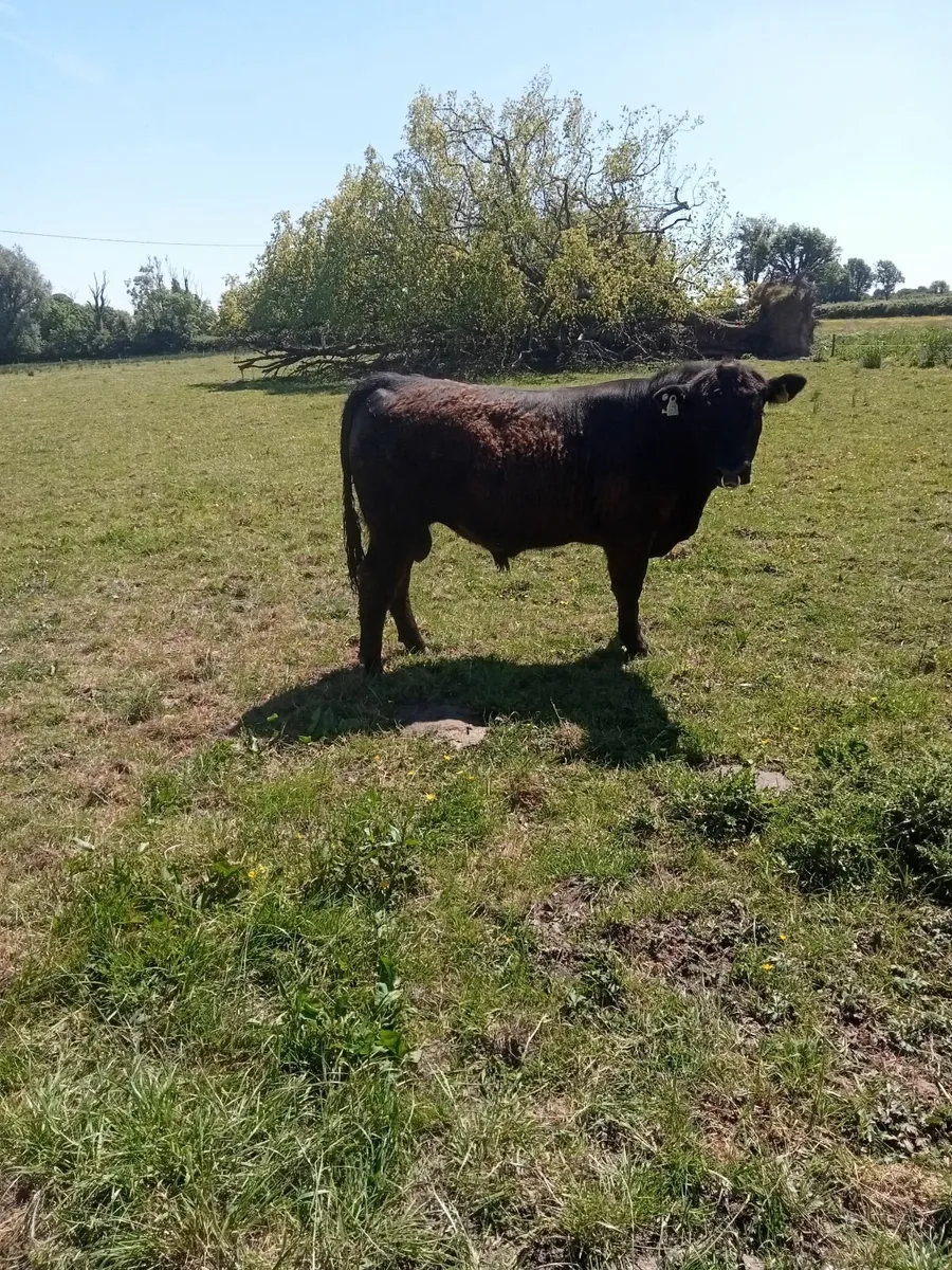 Pedigree Angus Bull - Image 4