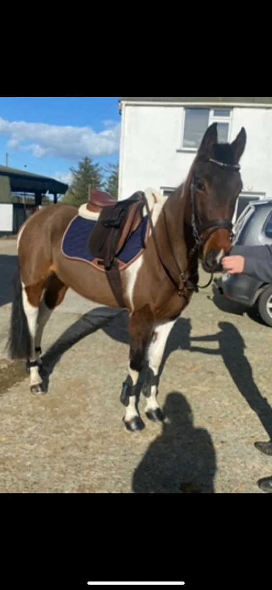 14.2 super pony - Image 3