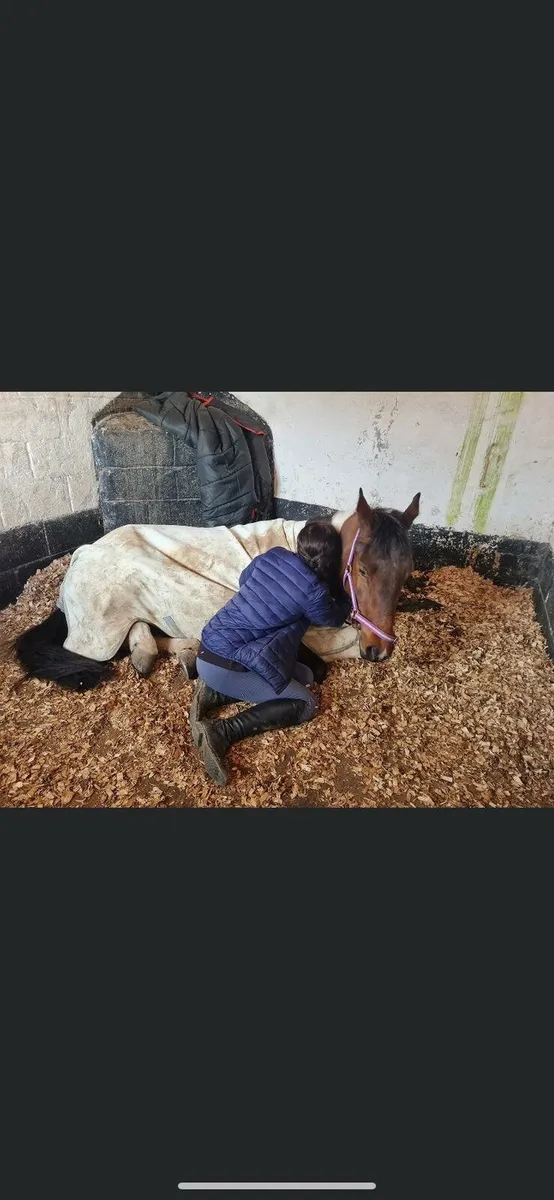 14.2 super pony - Image 4