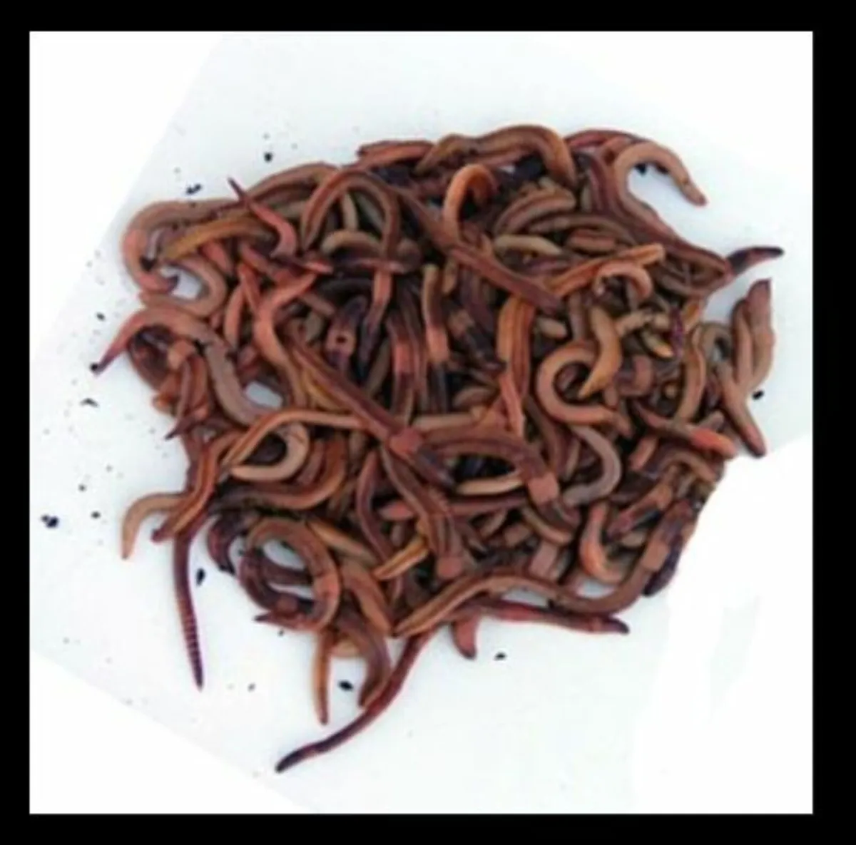 Live Worms for Composting