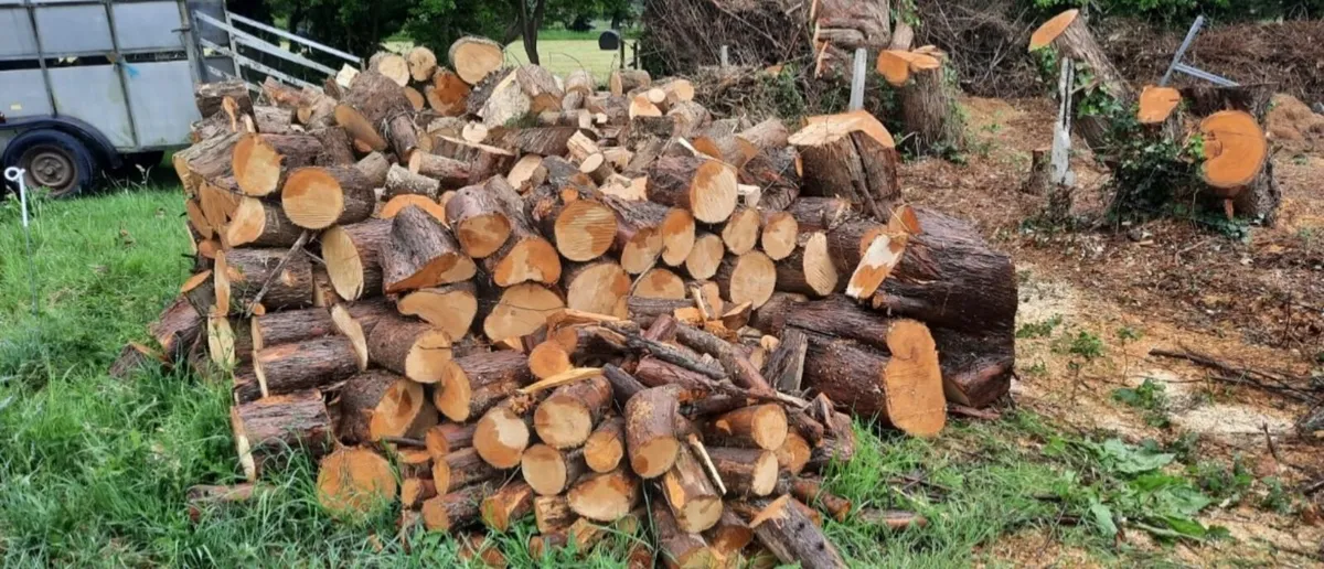 Firewood - Image 3