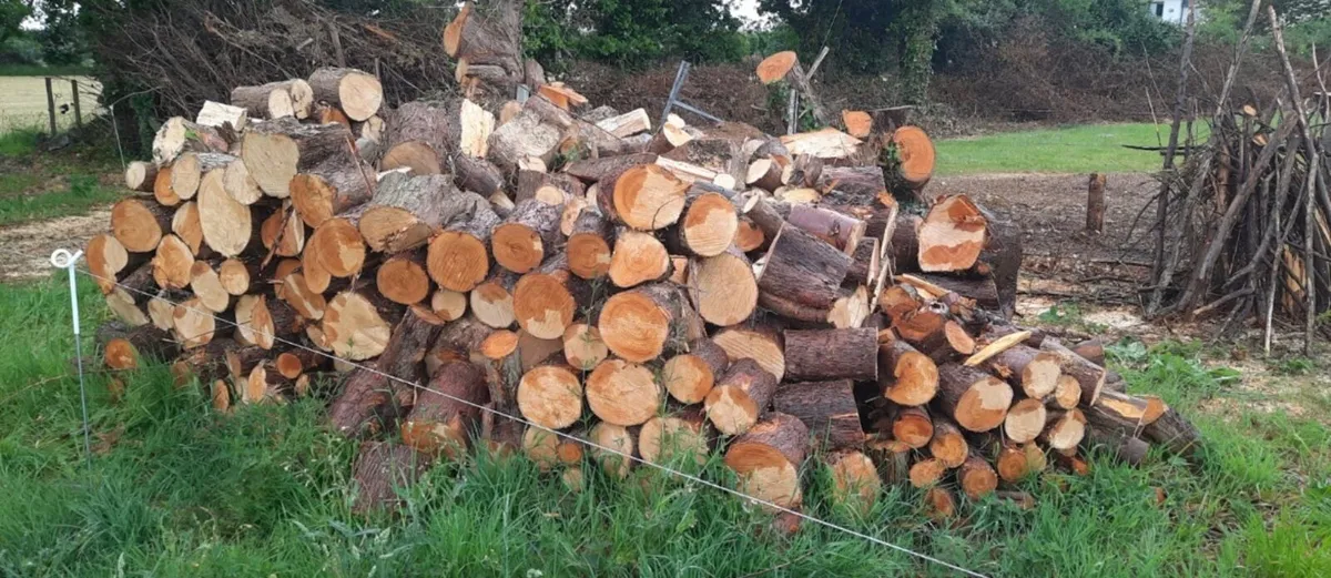 Firewood - Image 1