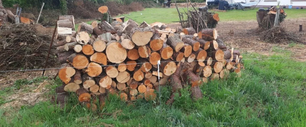 Firewood - Image 4