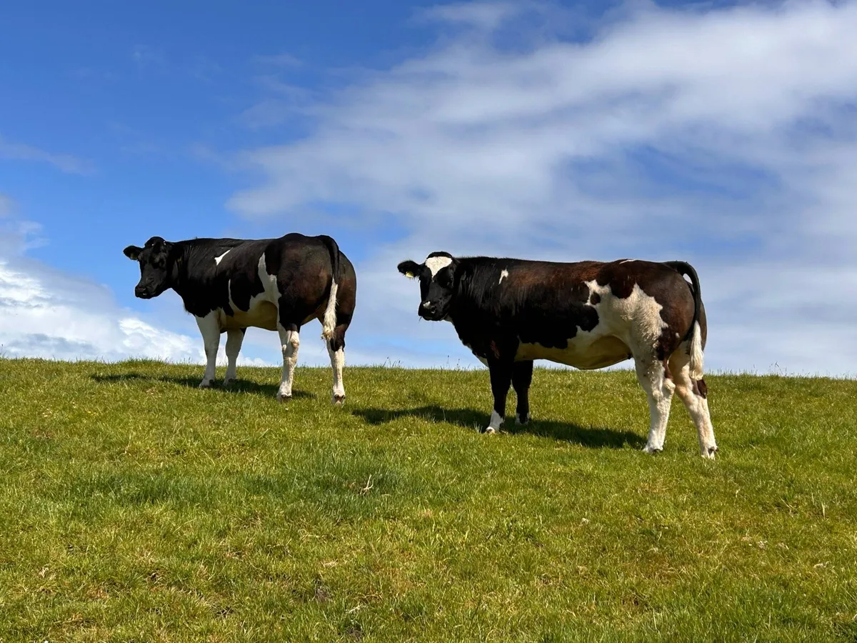 Incalf Heifers - Image 1