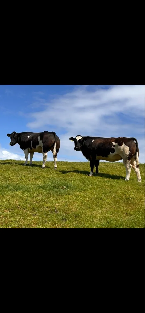 Incalf Heifers - Image 2