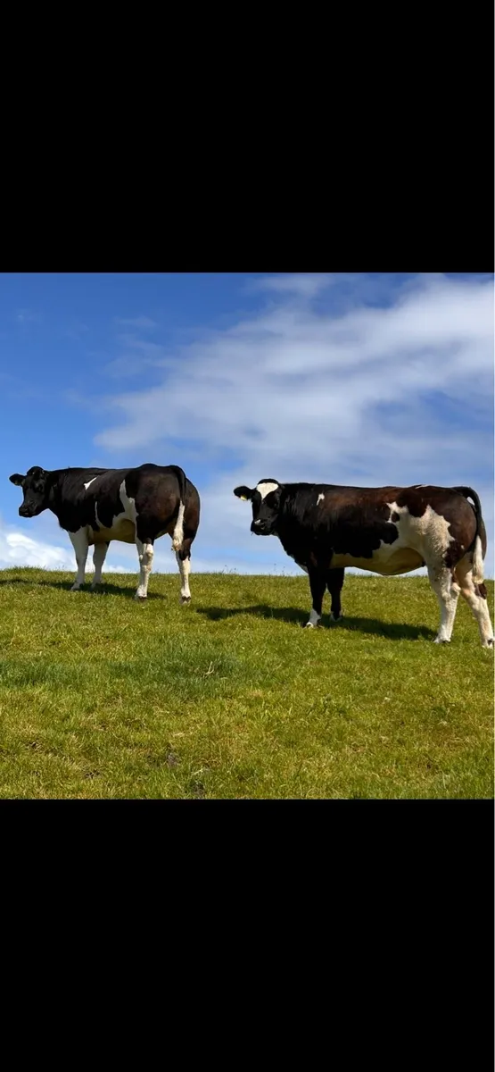 Incalf Heifers - Image 3