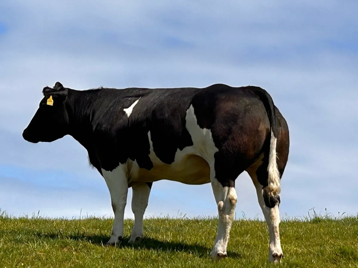 Incalf Heifers - Image 4